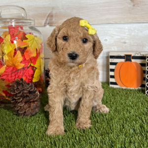 Goldendoodle Puppy Apple