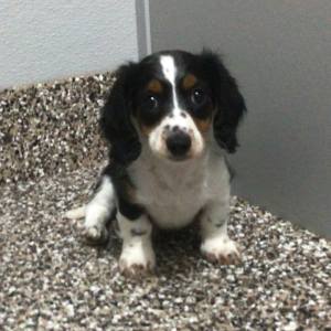 Dachshund Puppy Rocket