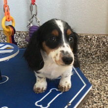 Dachshund Puppy Rocket