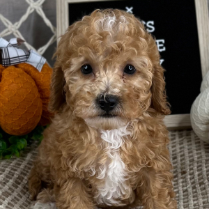 Cavapoo Puppy Elliot