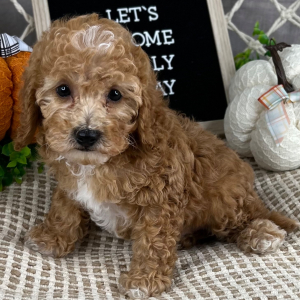 Cavapoo Puppy Elliot