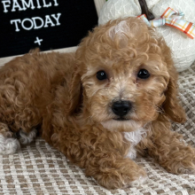 Cavapoo Puppy Elliot
