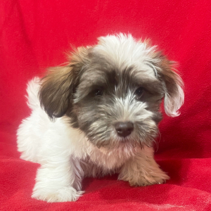 Havanese Puppy Crystal