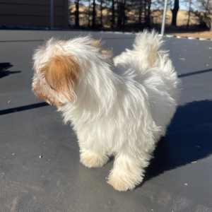 Havanese Puppy Crystal