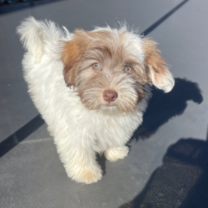 Havanese Puppy Crystal