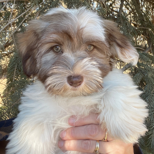 Havanese Puppy Crystal