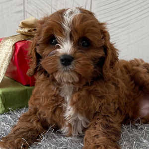 Cavapoo Puppy Sarahlee