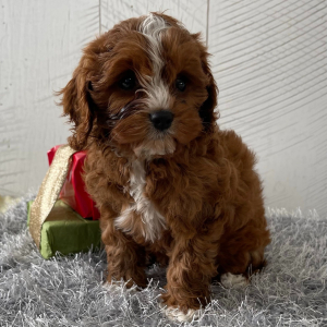 Cavapoo Puppy Sarahlee