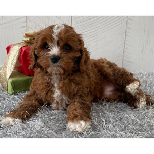 Cavapoo Puppy Sarahlee