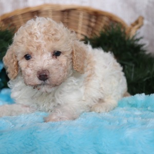 Poodle Puppy Pogo