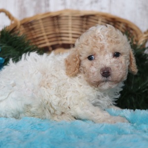 Poodle Puppy Pogo