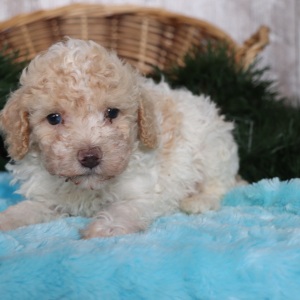 Poodle Puppy Pogo
