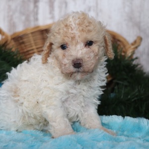 Poodle Puppy Pogo