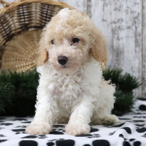 Poodle Puppy Pogo