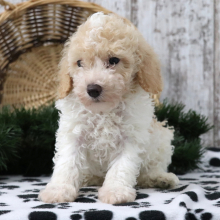 Poodle Puppy Pogo