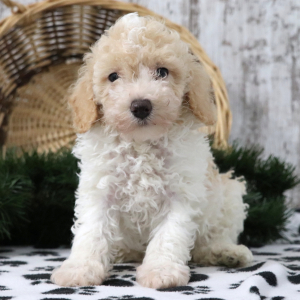 Poodle Puppy Pogo
