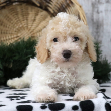 Poodle Puppy Pogo
