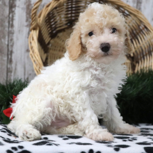 Poodle Puppy Pogo