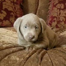 Labrador Retriever Puppy Silver Nugget