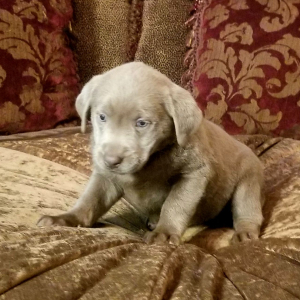 Labrador Retriever Puppy Silver Nugget