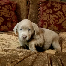 Labrador Retriever Puppy Silver Nugget