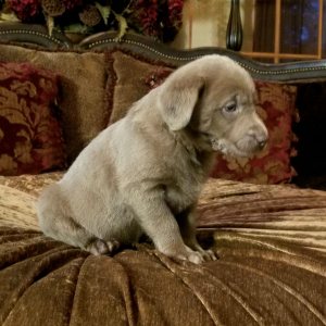 Labrador Retriever Puppy Silver Nugget