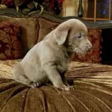 Labrador Retriever Puppy Silver Nugget