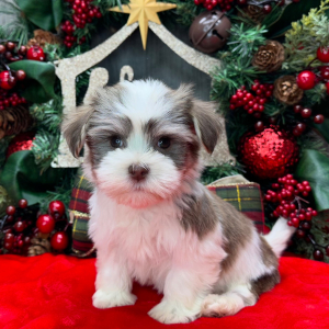 Havanese Puppy Pablo