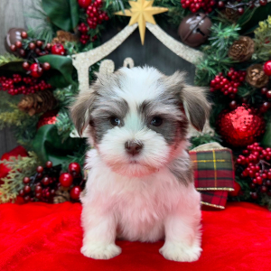 Havanese Puppy Pablo