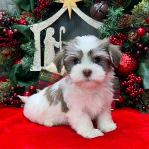 Havanese Puppy Pablo