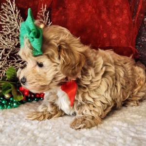 Maltipoo Puppy Josie