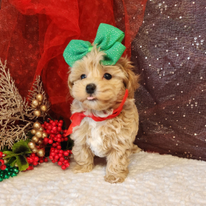 Maltipoo Puppy Josie
