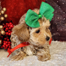 Maltipoo Puppy Josie