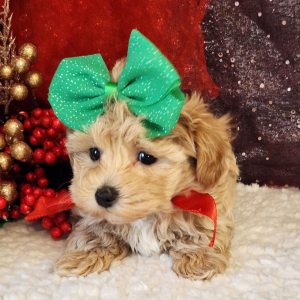Maltipoo Puppy Josie