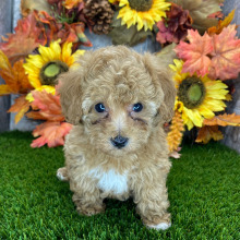 Poodle Puppy Melanie