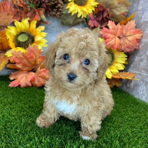 Poodle Puppy Melanie
