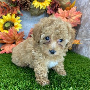 Poodle Puppy Melanie