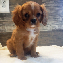 Cavalier King Charles Spaniel Puppy Duke
