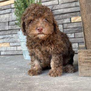 Poodle Puppy Romeo