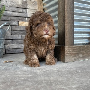Poodle Puppy Romeo