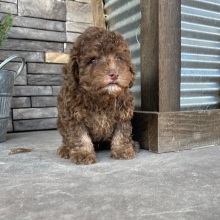 Poodle Puppy Romeo
