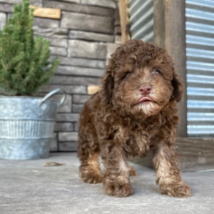 Poodle Puppy Romeo