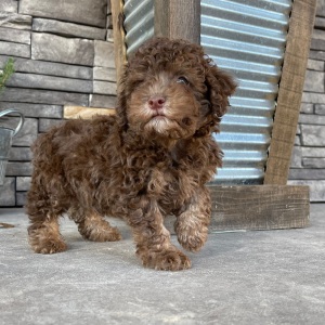 Poodle Puppy Romeo