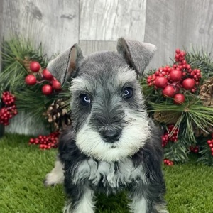 Miniature Schnauzer Puppy Kaia