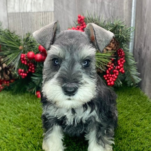 Miniature Schnauzer Puppy Kaia