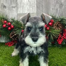 Miniature Schnauzer Puppy Kaia