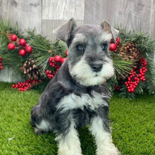 Miniature Schnauzer Puppy Kaia