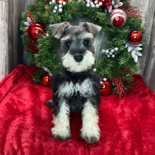 Miniature Schnauzer Puppy Kaia