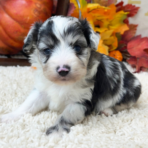 Aussiedoodle Puppy Harris