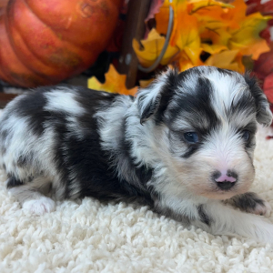 Aussiedoodle Puppy Harris